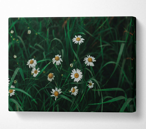  A Canvas Print of Green Daisies In Bloom Canvas Print