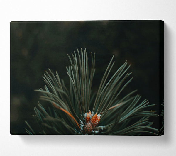  A Canvas Print of Emerald Pine Needles Canvas Art