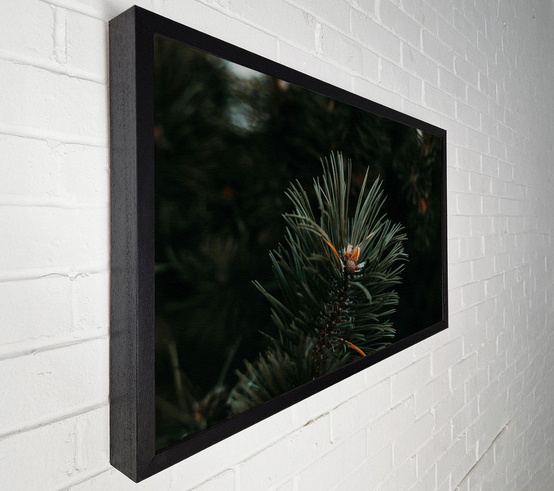  A Canvas Print of Emerald Evergreen Bud Canvas Print