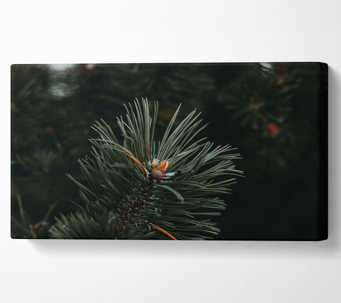  A Canvas Print of Emerald Evergreen Bud Canvas Print