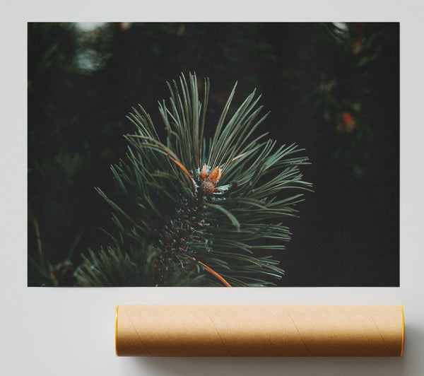 Emerald Evergreen Bud Poster