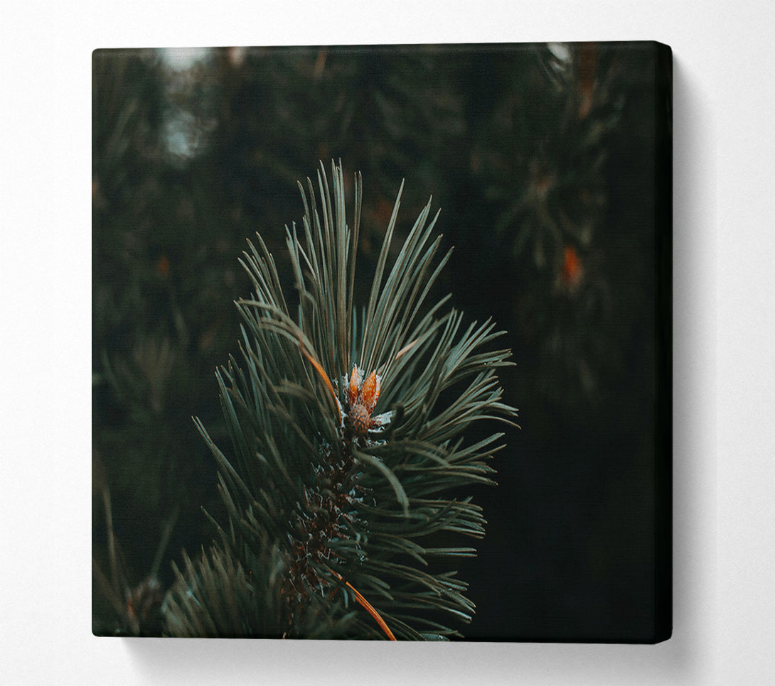 A Canvas Print of Emerald Evergreen Bud Canvas Print