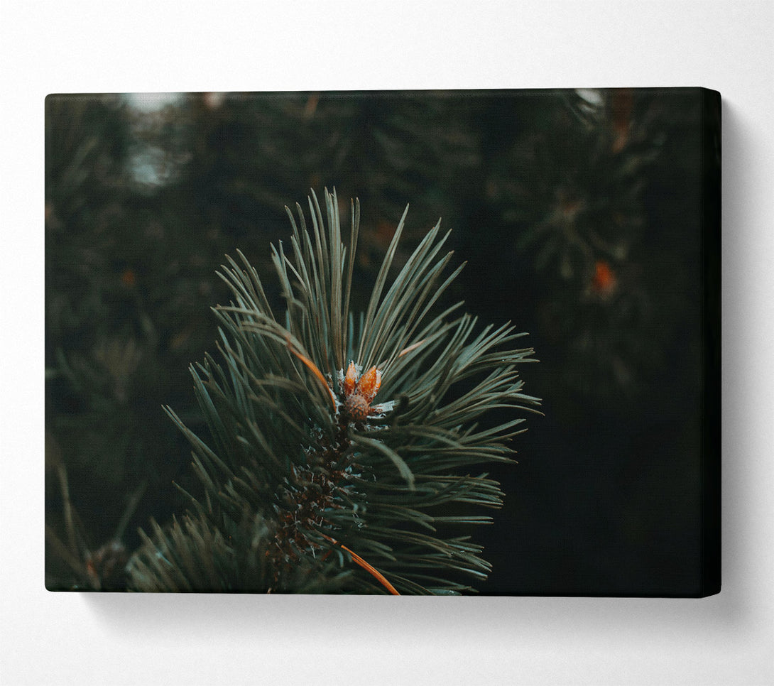  A Canvas Print of Emerald Evergreen Bud Canvas Print