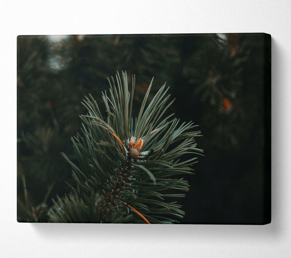  A Canvas Print of Emerald Evergreen Bud Canvas Print