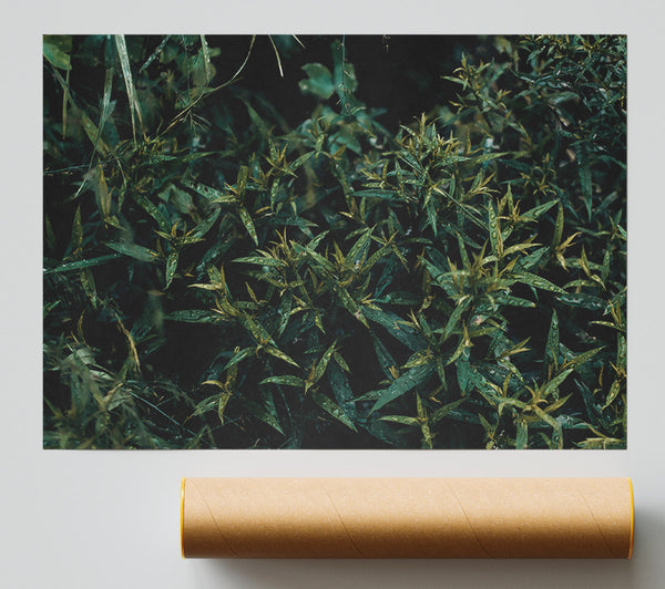 Emerald Forest Rain Print