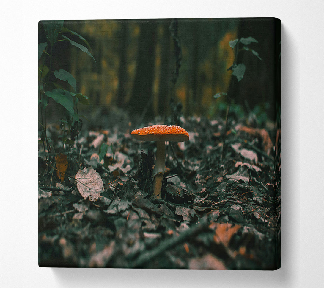  A Canvas Print of Orange Mushroom In The Woods Canvas Art