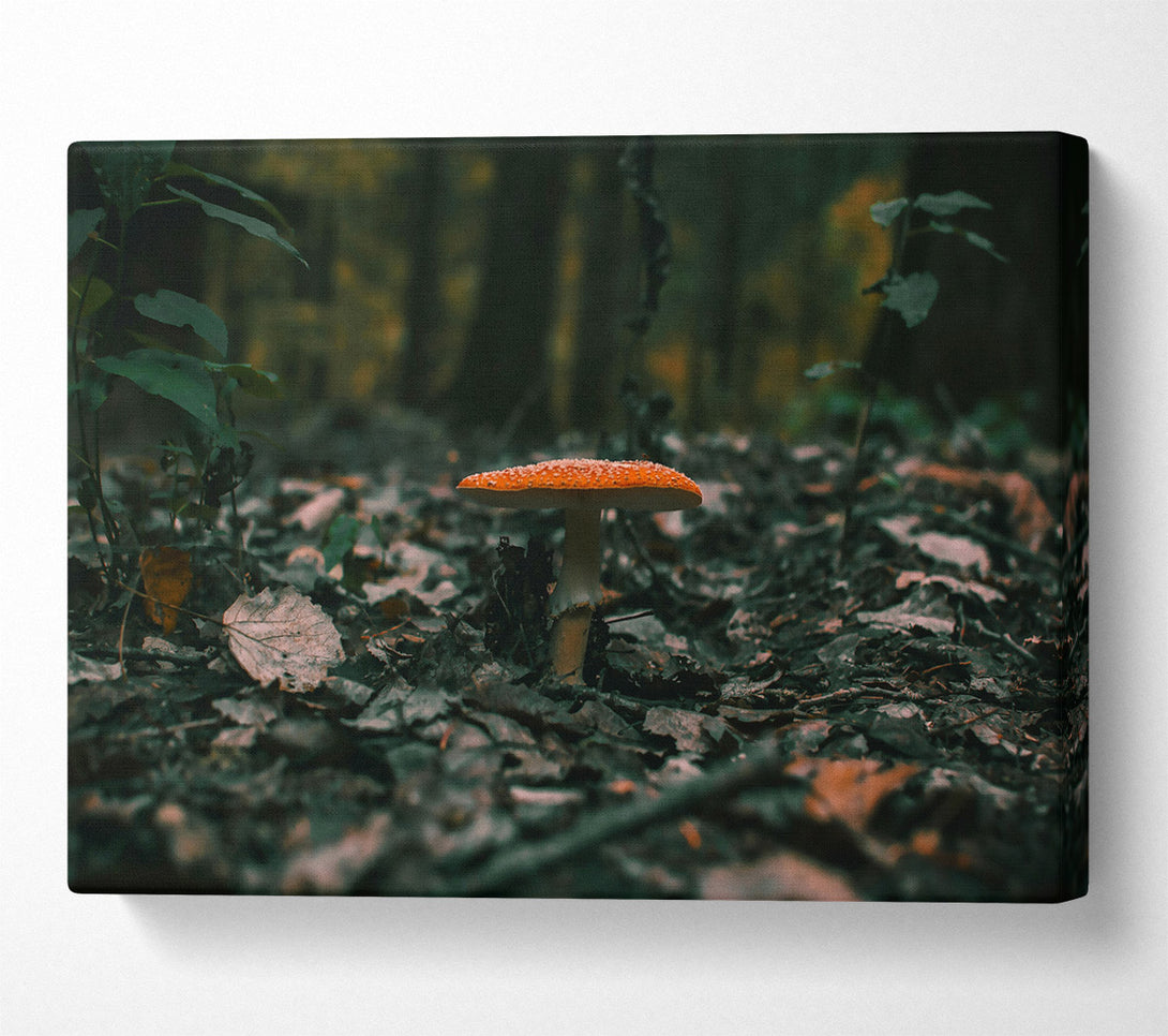  A Canvas Print of Orange Mushroom In The Woods Canvas Art