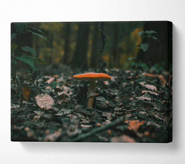 A Canvas Print of Orange Mushroom In The Woods Canvas Art