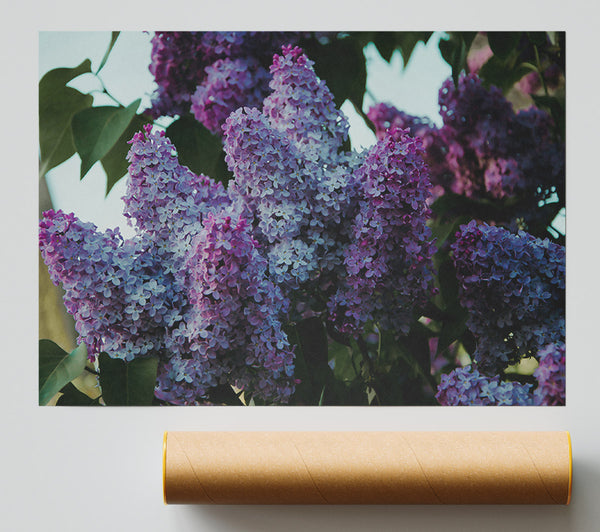 Lilac Purple Blooms Print