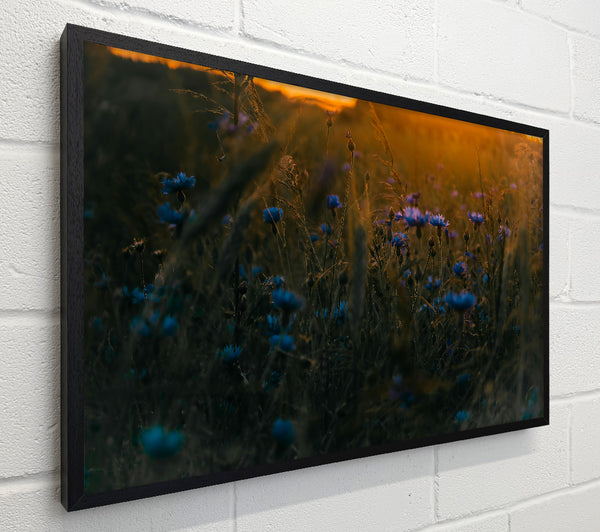 Blue Flowers In Sunset Glow