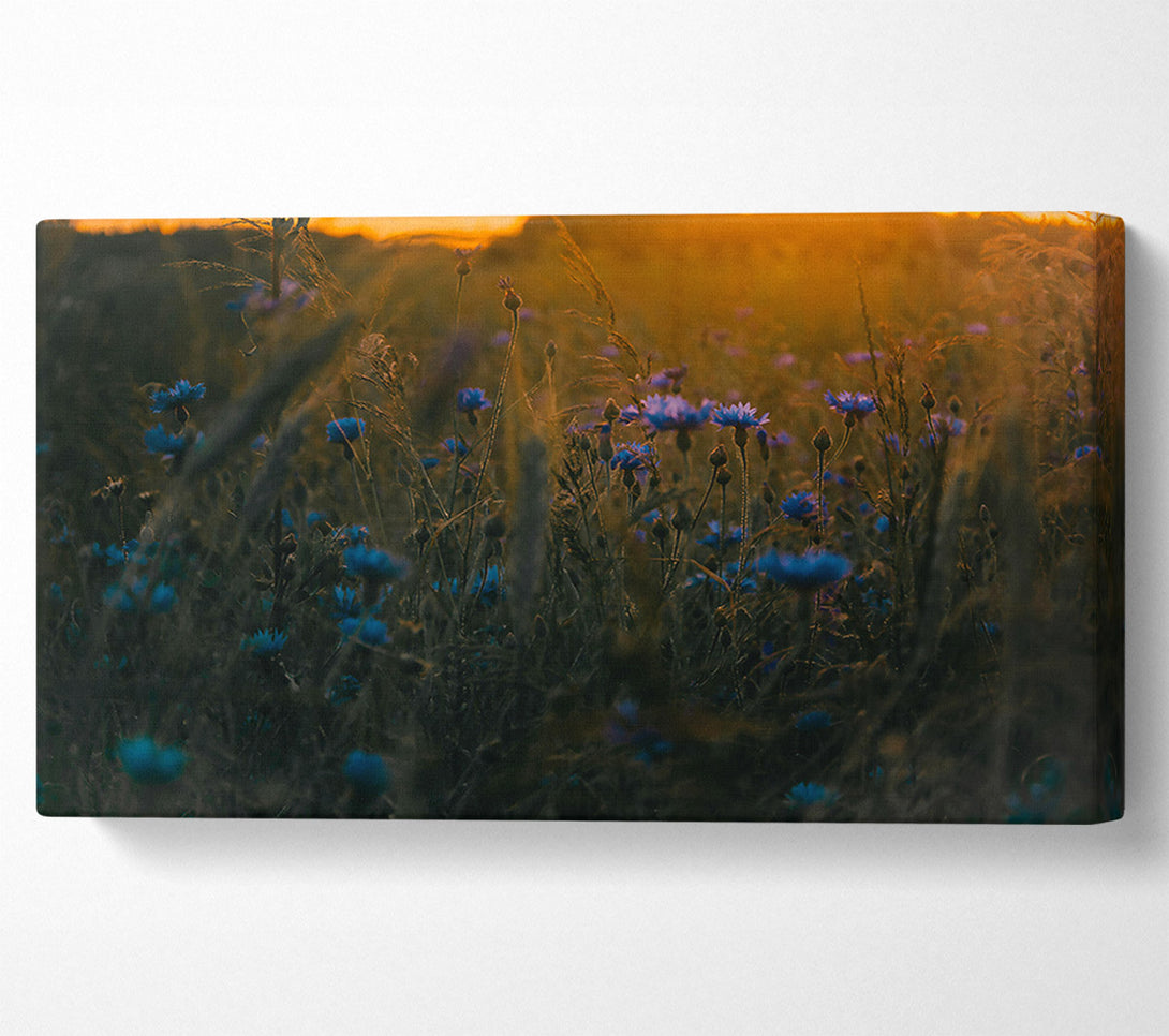  A Canvas Print of Blue Flowers In Sunset Glow Canvas Wall Art
