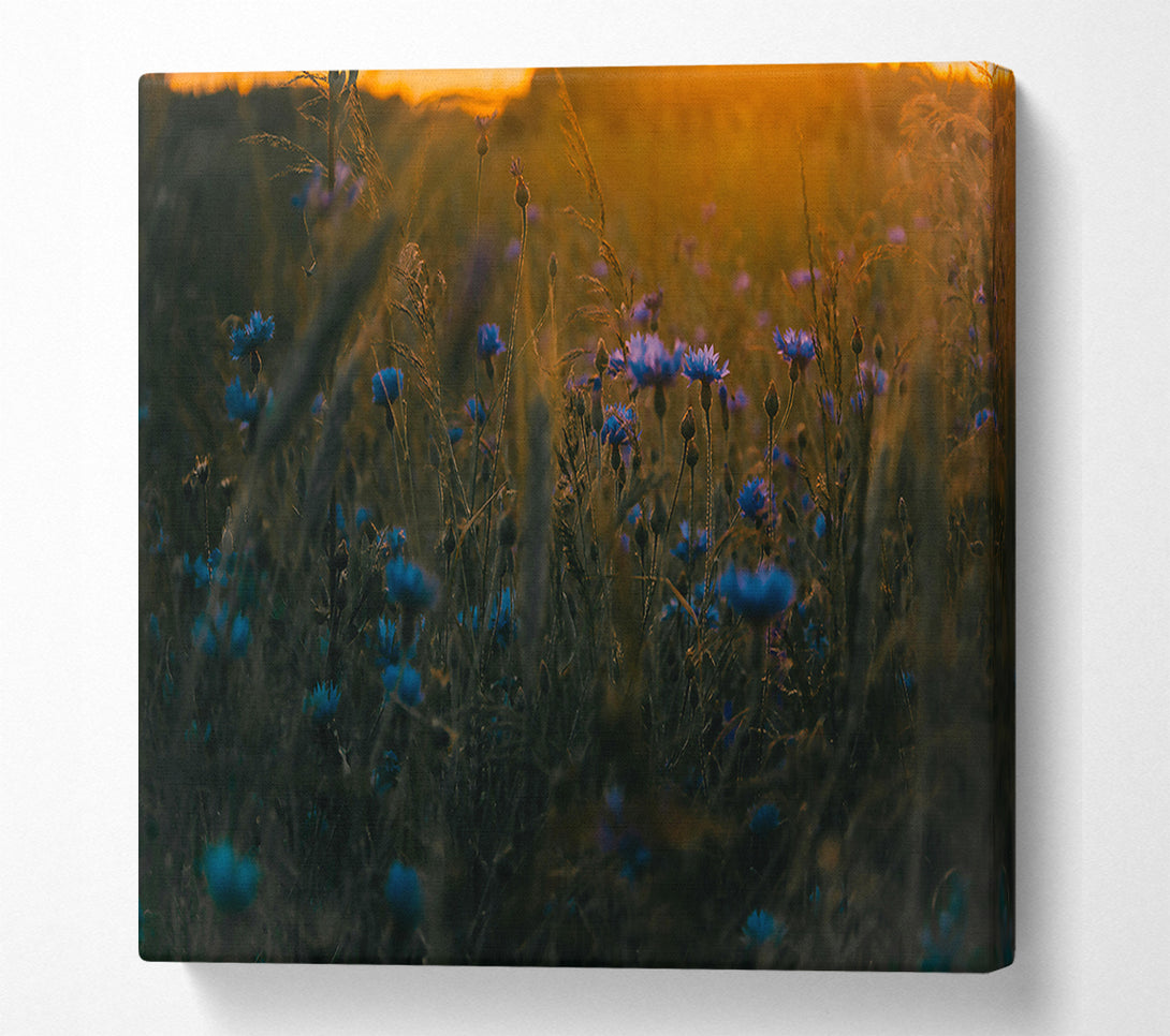  A Canvas Print of Blue Flowers In Sunset Glow Canvas Wall Art