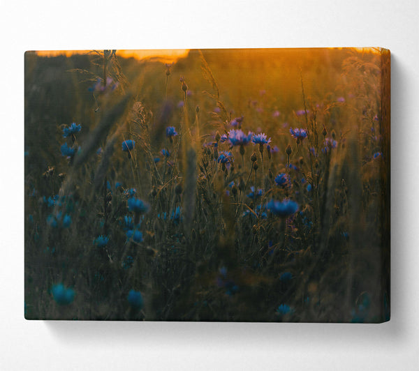  A Canvas Print of Blue Flowers In Sunset Glow Canvas Wall Art