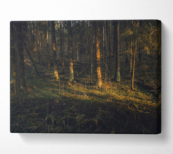  A Canvas Print of Golden Forest Shadows Canvas Wall Art