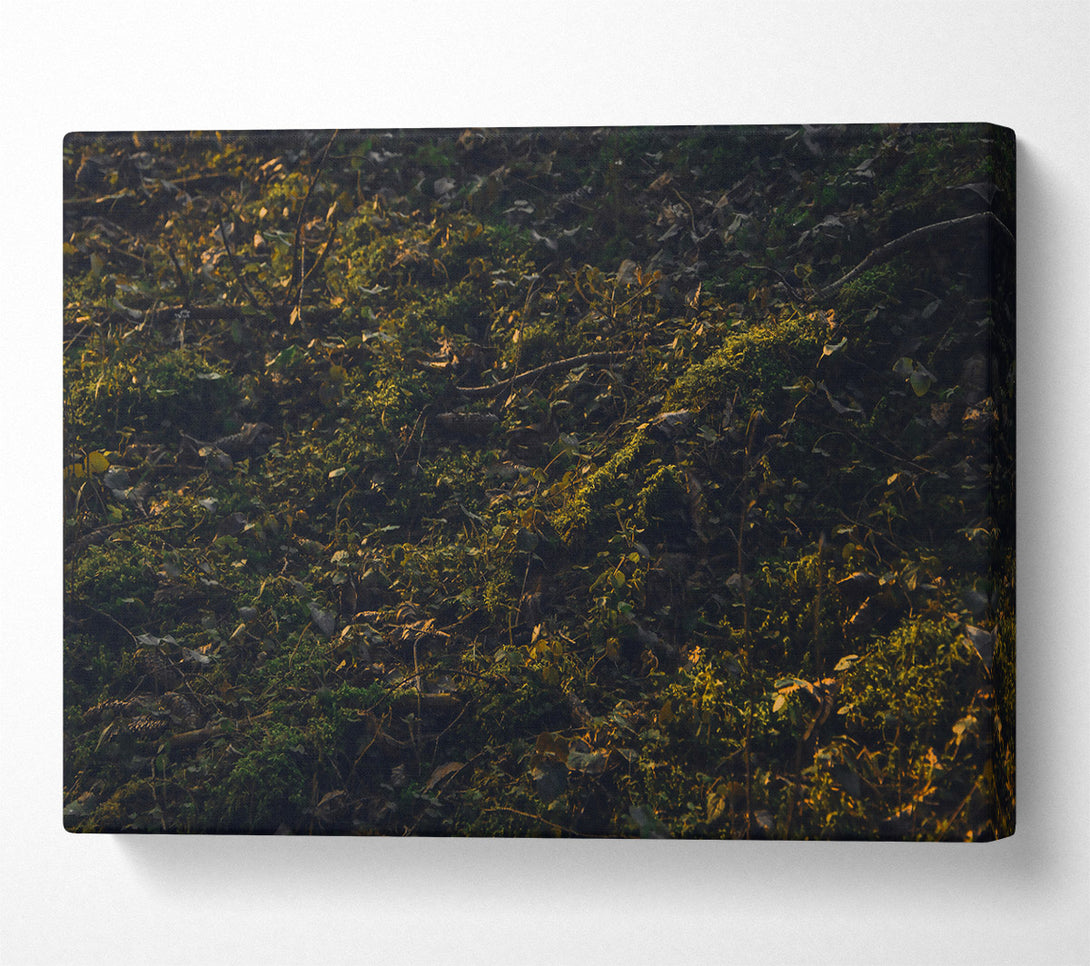  A Canvas Print of Golden Forest Floor Canvas Print