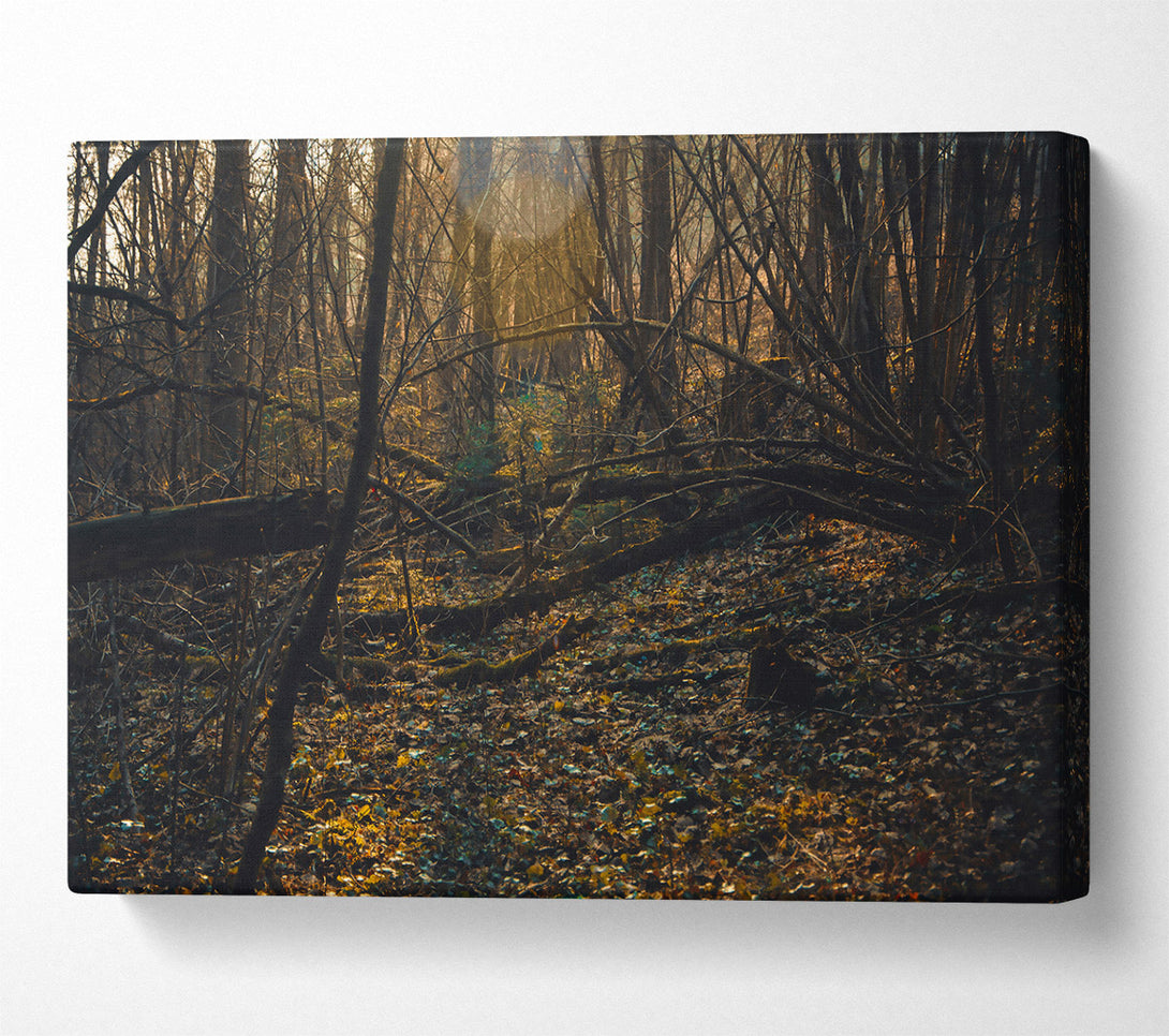  A Canvas Print of Golden Forest Light Canvas Wall Art