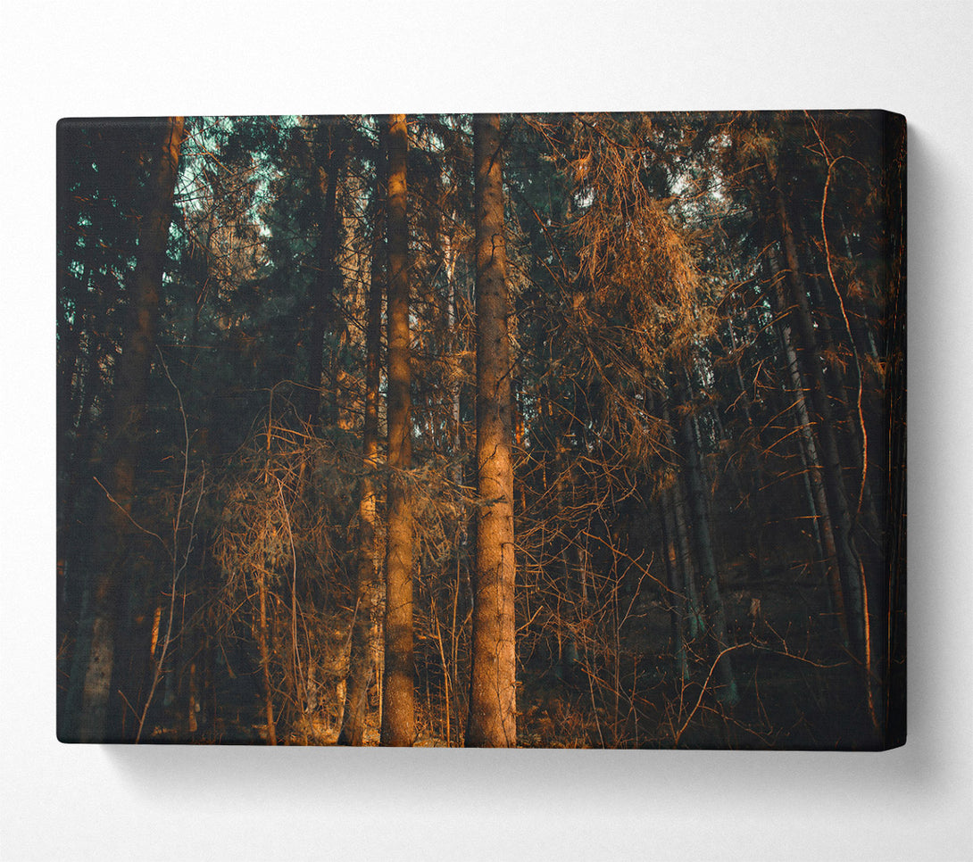  A Canvas Print of Golden Forest Light Canvas Wall Art
