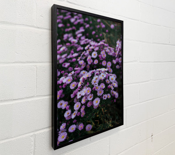 Lavender Field Bloom