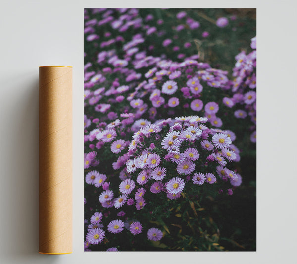 Lavender Field Bloom Print