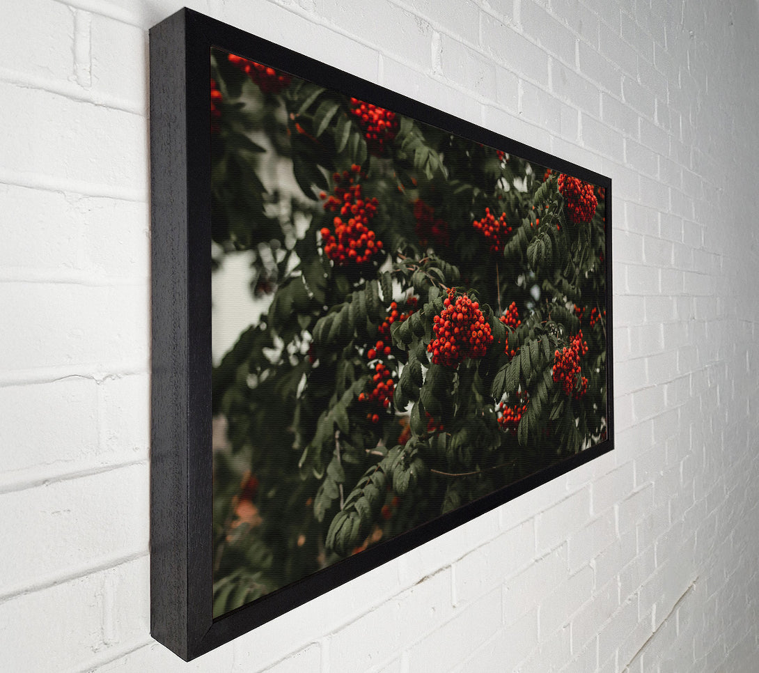  A Canvas Print of Crimson Autumn Berries Canvas Wall Art