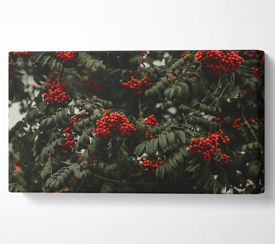  A Canvas Print of Crimson Autumn Berries Canvas Wall Art