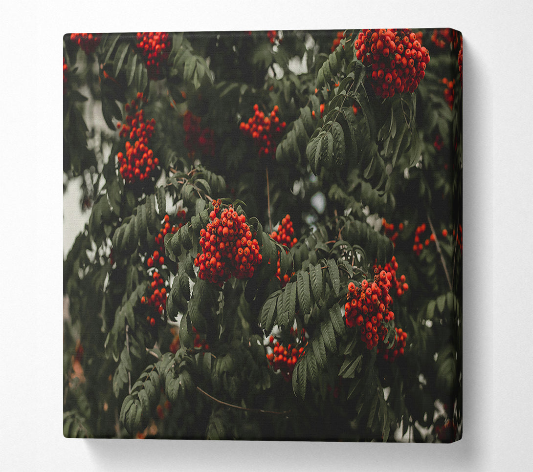  A Canvas Print of Crimson Autumn Berries Canvas Wall Art