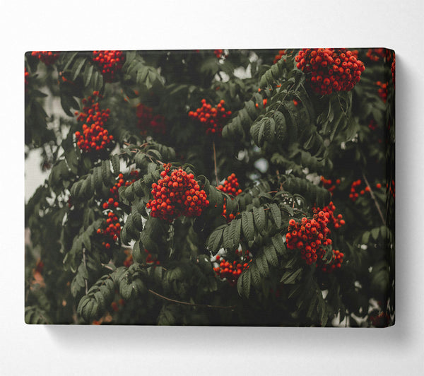  A Canvas Print of Crimson Autumn Berries Canvas Wall Art