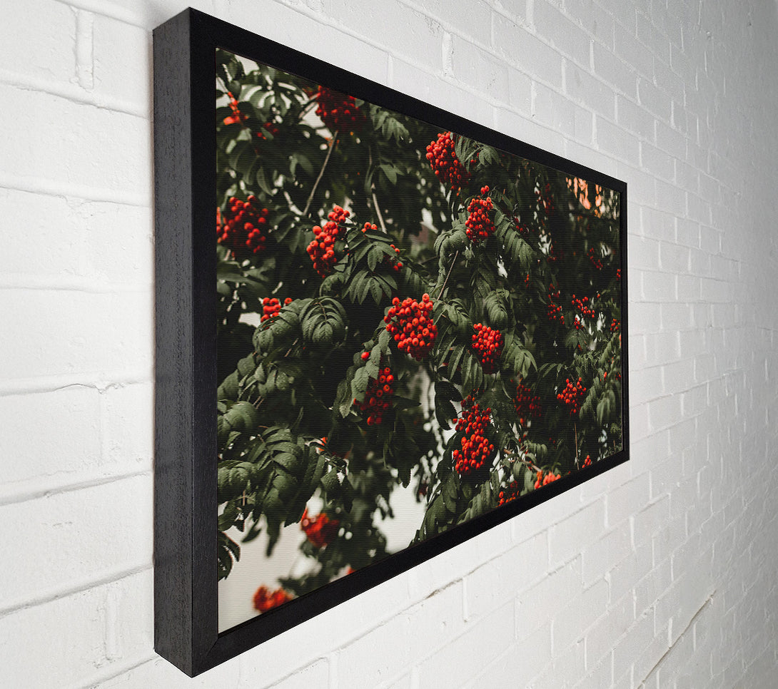  A Canvas Print of Red Berries & Green Leaves Canvas Print