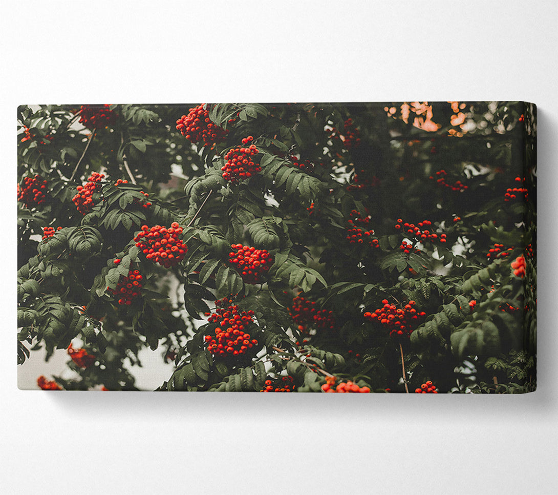  A Canvas Print of Red Berries & Green Leaves Canvas Print