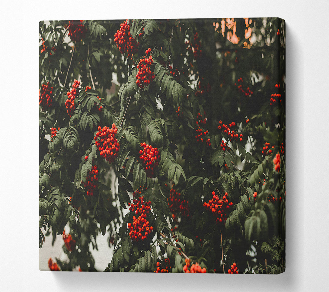  A Canvas Print of Red Berries & Green Leaves Canvas Print