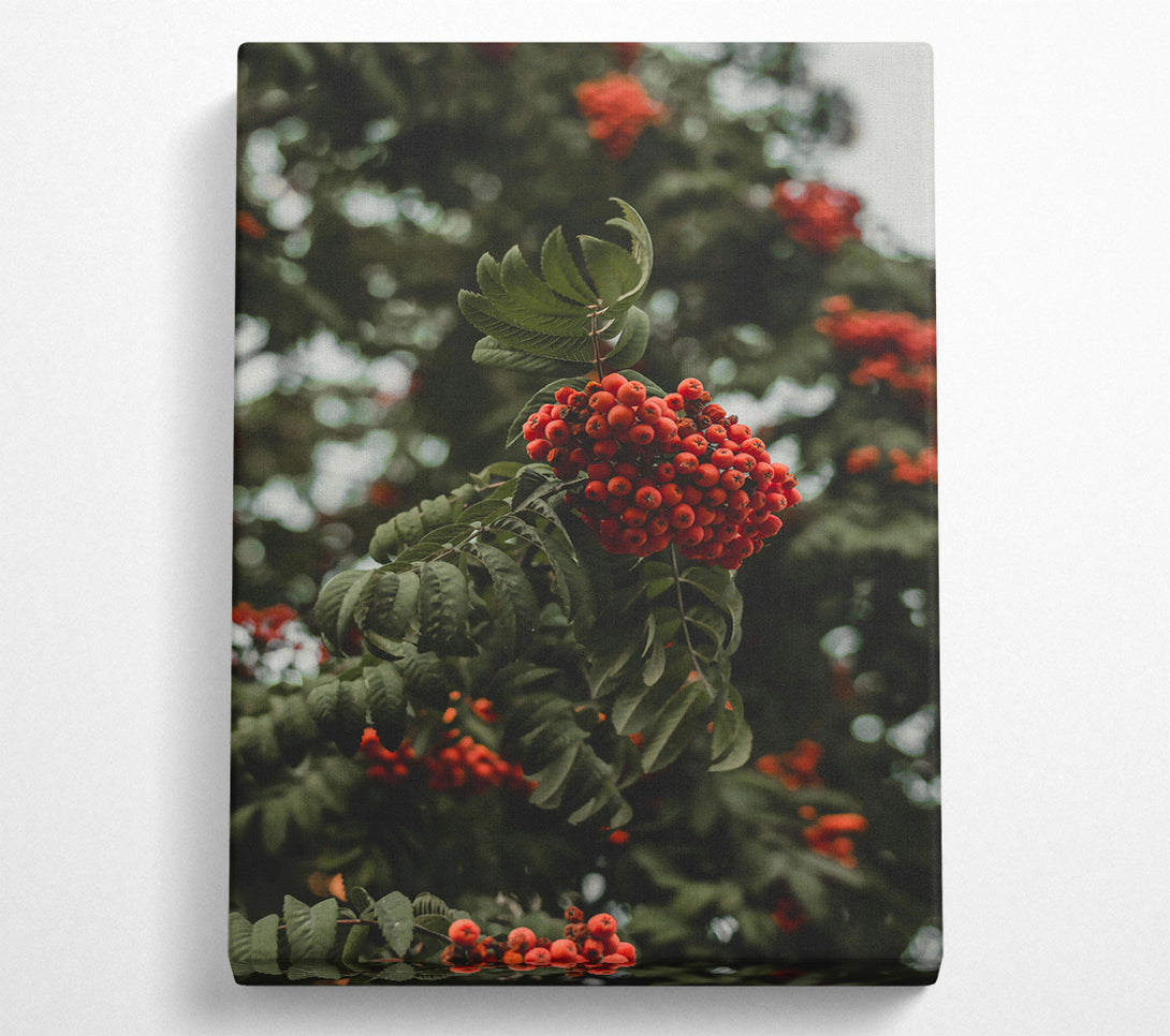  A Canvas Print of Red Berries In Bloom Canvas Art