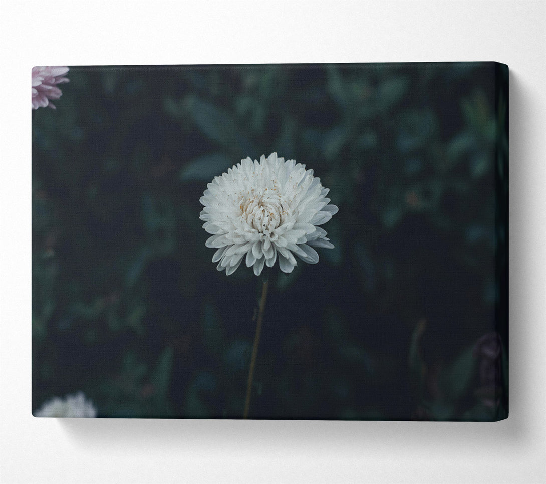  A Canvas Print of White Bloom In Darkness Canvas Art