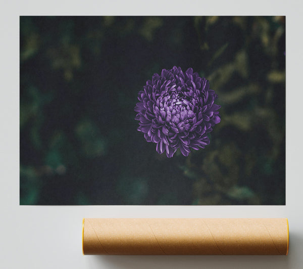 Purple Bloom In Dusk Giclee Print