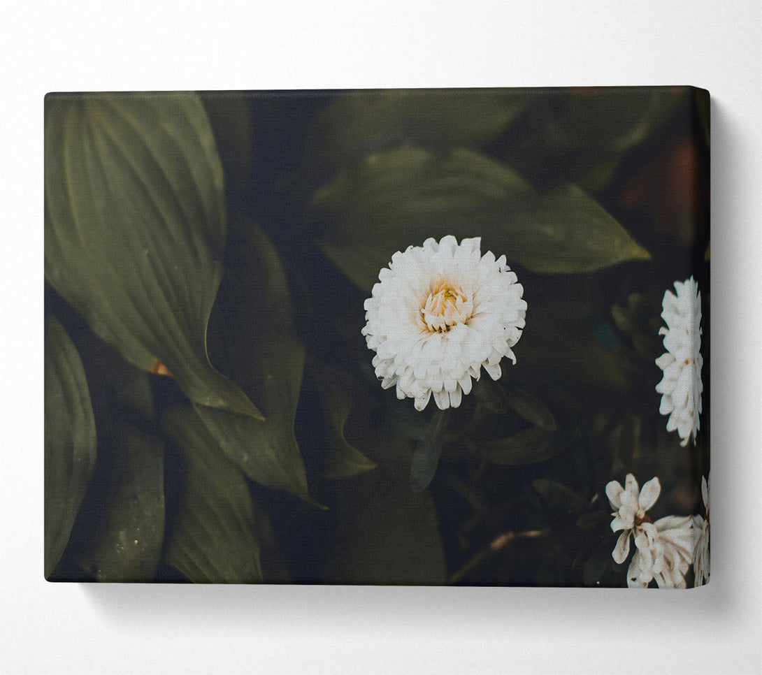  A Canvas Print of White Bloom In Green Canvas Print