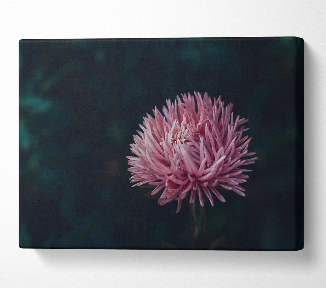  A Canvas Print of Pale Pink Bloom Canvas Art
