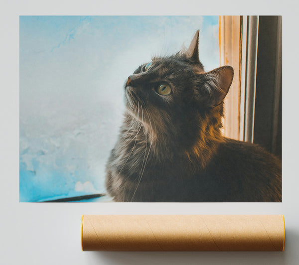 Blue Eyes And Grey Fur Poster