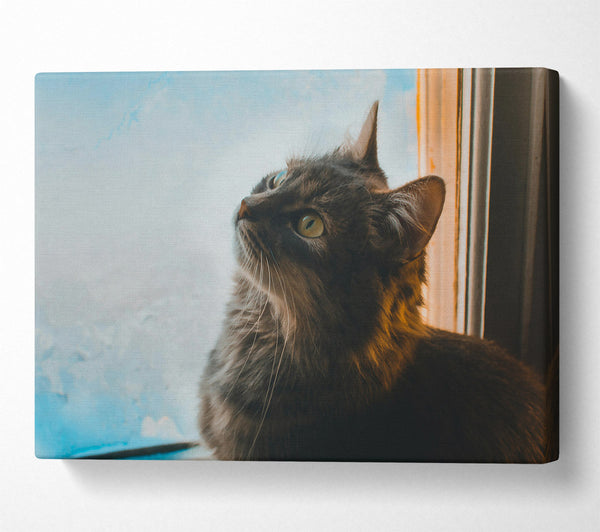 A Canvas Print of Blue Eyes And Grey Fur Canvas Wall Art