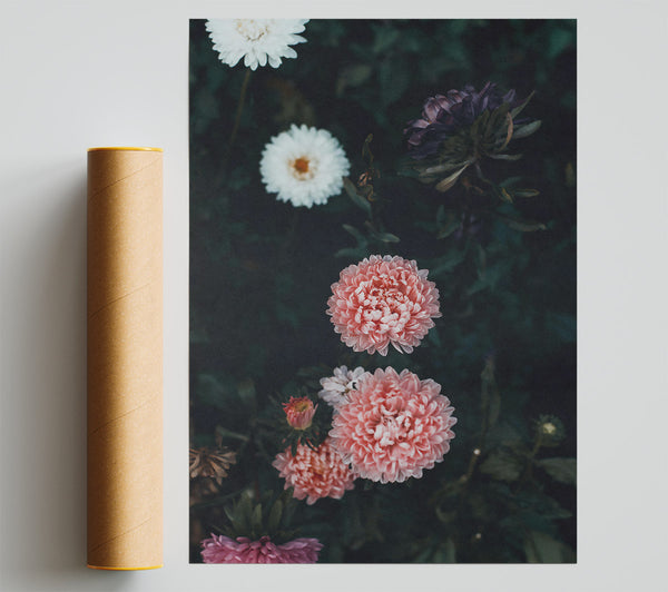 Pale Pink Blooms Poster