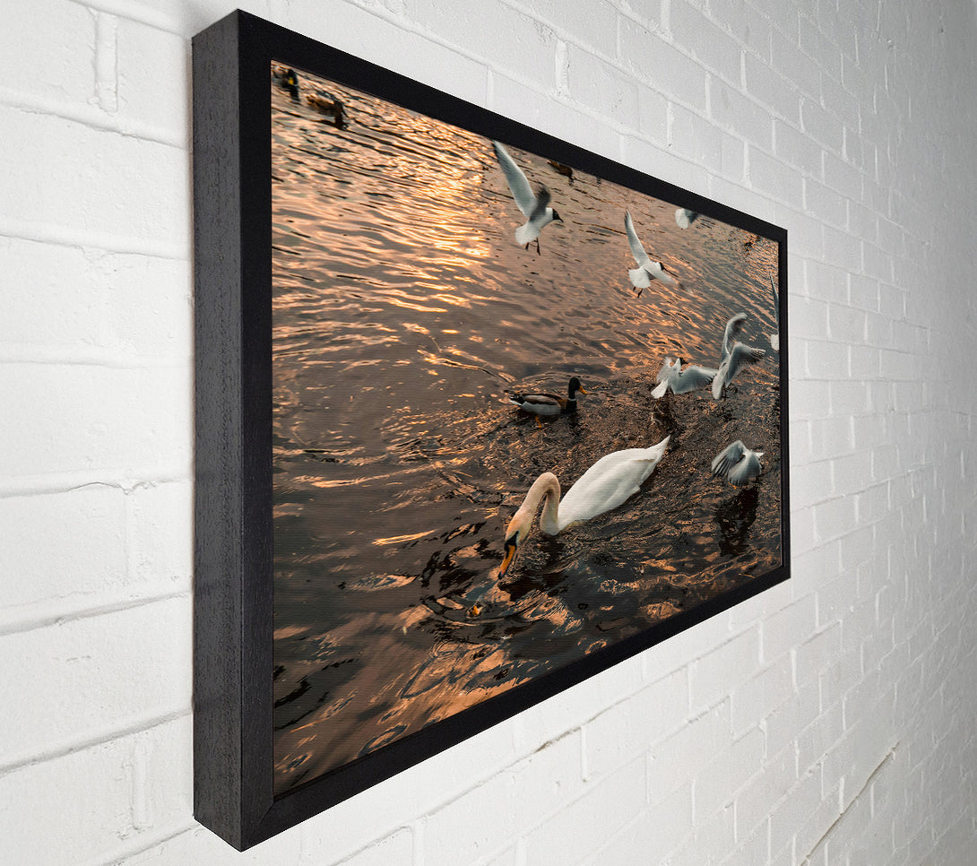  A Canvas Print of Golden Water Swan Canvas Print