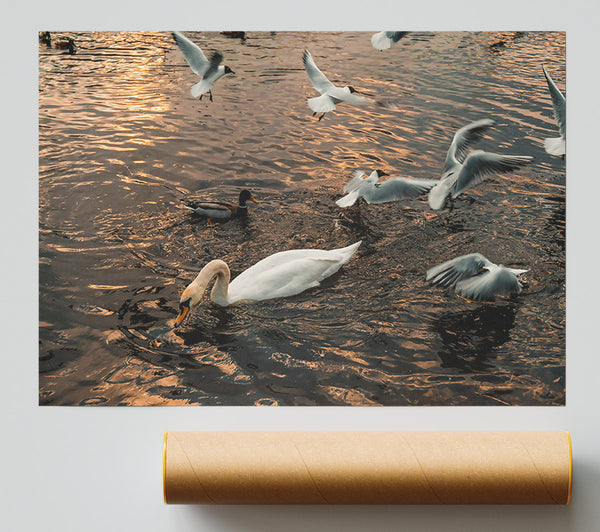 Golden Water Swan Poster