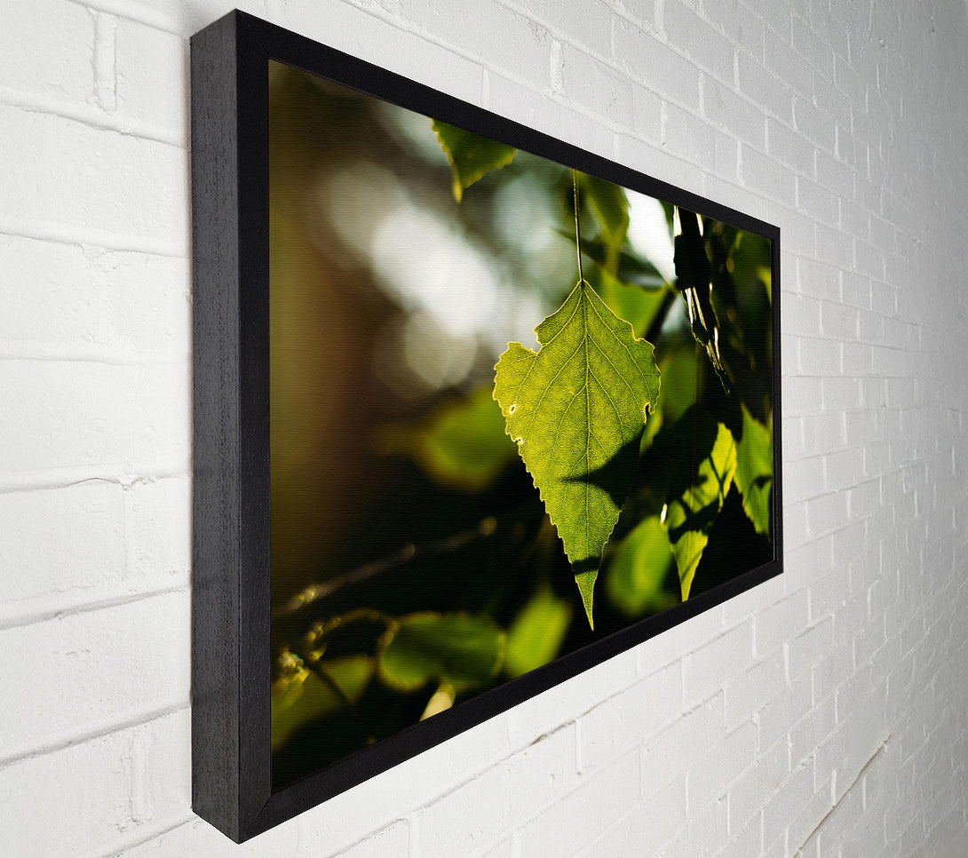  A Canvas Print of Sunlight Through Green Leaf Canvas Wall Art