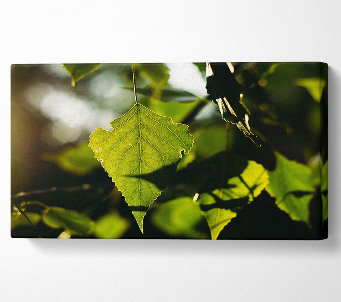  A Canvas Print of Sunlight Through Green Leaf Canvas Wall Art