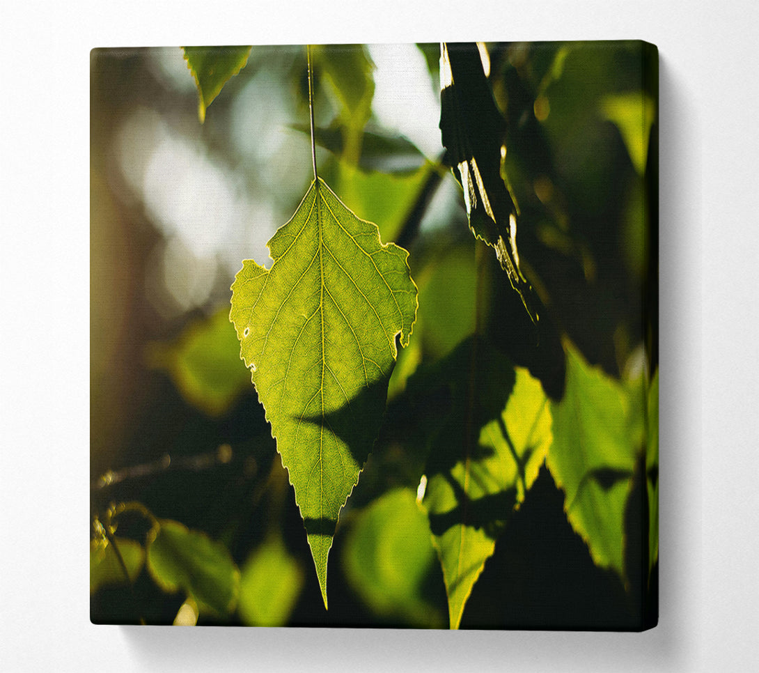  A Canvas Print of Sunlight Through Green Leaf Canvas Wall Art