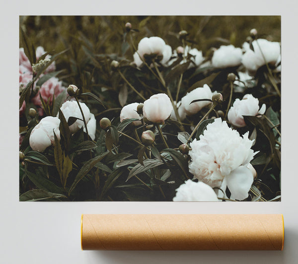 Pale Peony Grove Giclee Print
