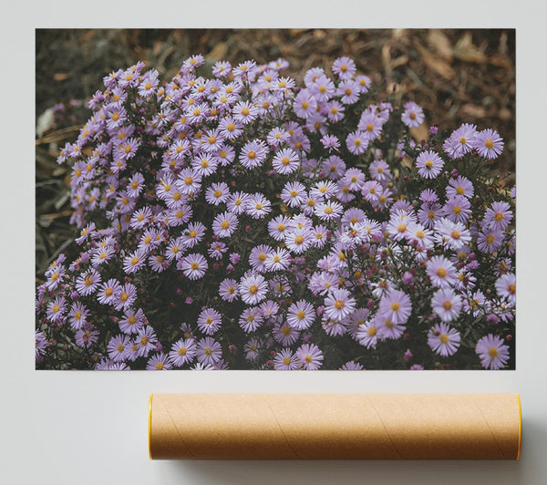 Lilac Wildflowers Blooming Poster