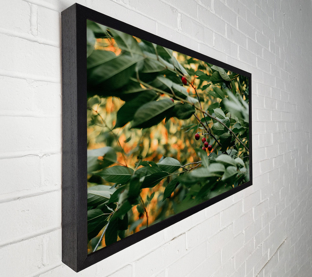  A Canvas Print of Hidden Green Cherries Canvas Print