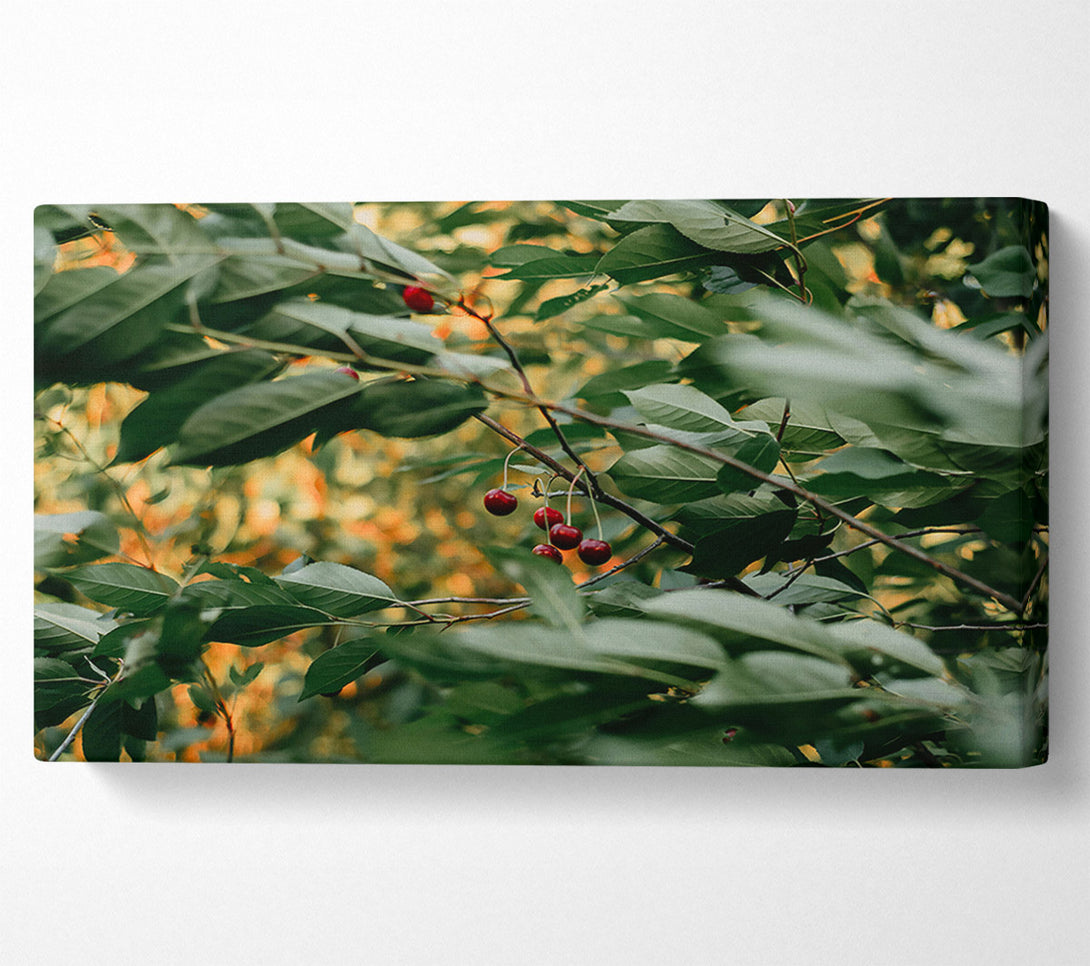  A Canvas Print of Hidden Green Cherries Canvas Print