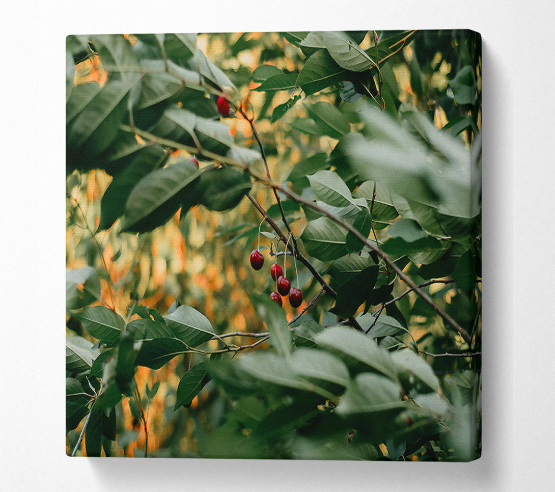  A Canvas Print of Hidden Green Cherries Canvas Print