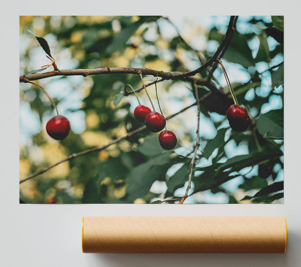 Red Cherries Hanging High Print