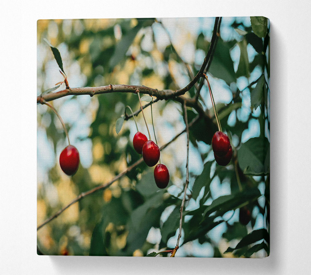  A Canvas Print of Red Cherries Hanging High Canvas Art
